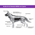 Equilibrium Artro Elanco para Perros 60 Tabletas Masticables | Suplemento para Articulaciones